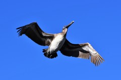 Pelecanus occidentalis