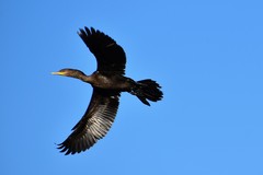 Nannopterum brasilianum