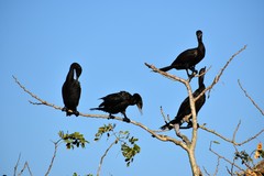 Nannopterum brasilianum