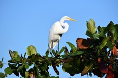 Ardea alba