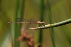Pseudagrion sublacteum
