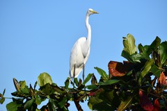 Ardea alba
