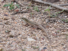 Aspidoscelis uniparens