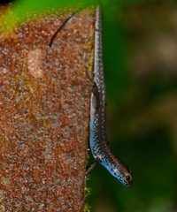 Sphenomorphus cyanolaemus