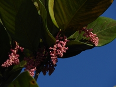 Burdachia prismatocarpa