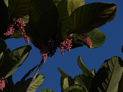 Burdachia prismatocarpa