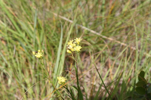 Solidago X bernardii