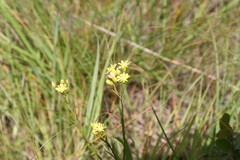 Solidago × bernardii