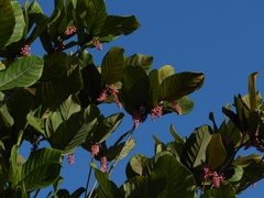 Burdachia prismatocarpa