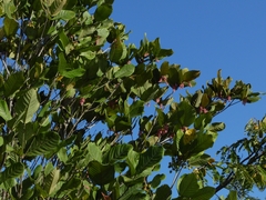 Burdachia prismatocarpa