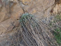 Stephanomeria cichoriacea