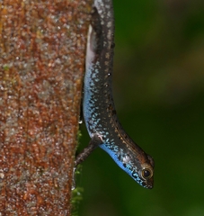 Sphenomorphus cyanolaemus