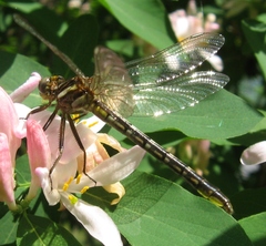 Phanogomphus exilis