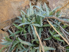 Stephanomeria cichoriacea
