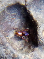 Maorichthonius mortenseni