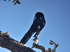 Quiscalus mexicanus
