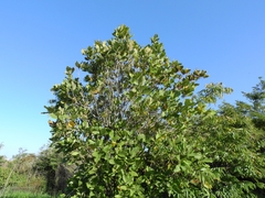 Burdachia prismatocarpa