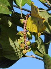 Burdachia prismatocarpa