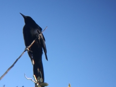 Quiscalus mexicanus