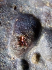 Maorichthonius mortenseni