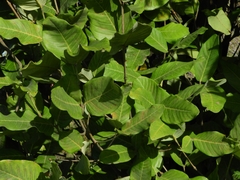 Burdachia prismatocarpa