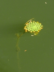 Ludwigia sedoides