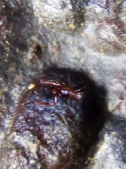 Maorichthonius mortenseni