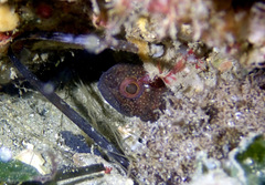 Vincentia novaehollandiae