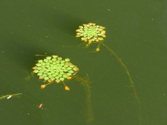 Ludwigia sedoides