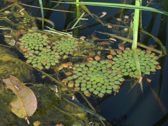 Ludwigia sedoides