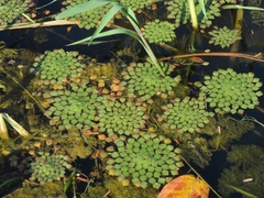 Ludwigia sedoides