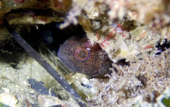 Vincentia novaehollandiae