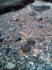 Maorichthonius mortenseni