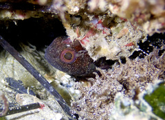 Vincentia novaehollandiae
