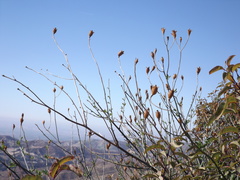 Romneya coulteri