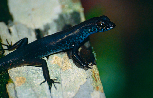 Blue-headed Forest Skink, Sphenomorphus cyanolaemus