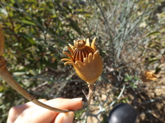Romneya coulteri