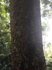 Araucariaceae