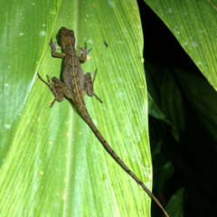 Anolis cobanensis