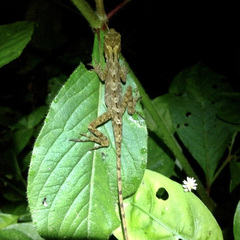 Anolis petersii
