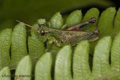 Dichromatos lilloanus