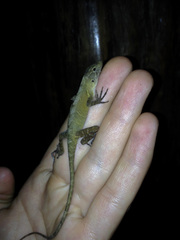 Anolis cobanensis