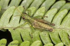 Dichromatos lilloanus