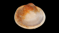 Musculium