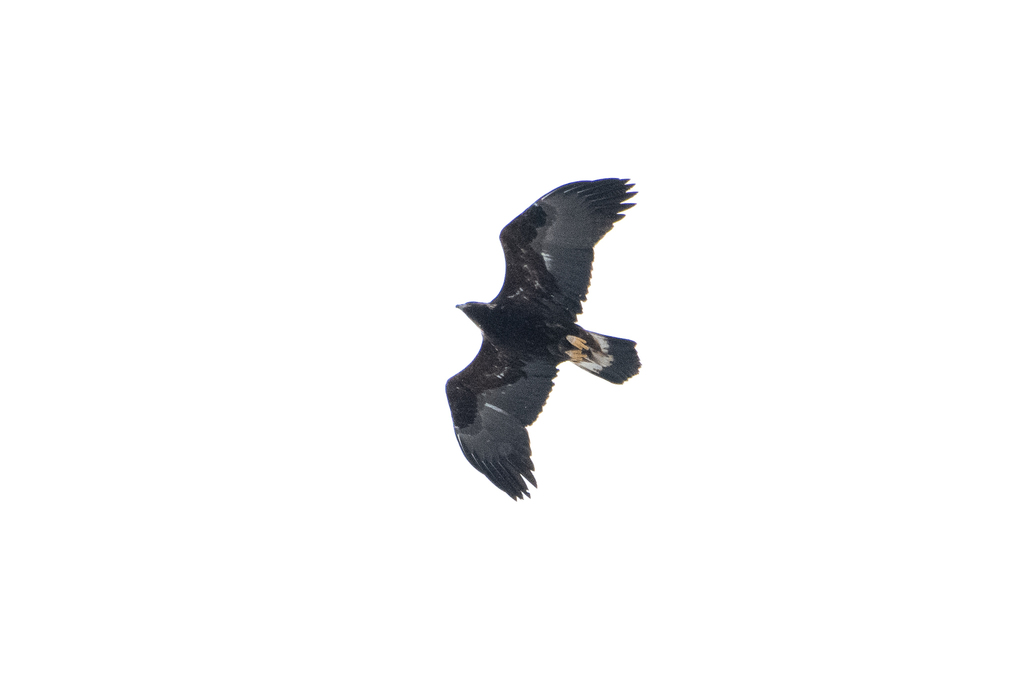 Aigle Royal