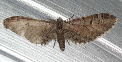 Eupithecia zelmira