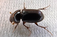 Acrossidius tasmaniae