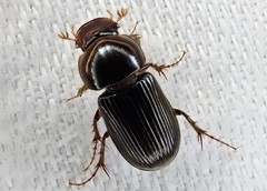 Acrossidius tasmaniae