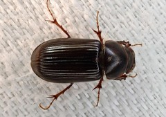 Acrossidius tasmaniae