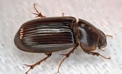 Acrossidius tasmaniae